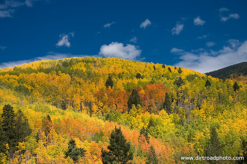 Location Santa Fe New Mexico Keywords fall color yellow gold 